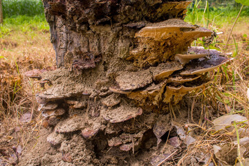 The cut roots of the tree