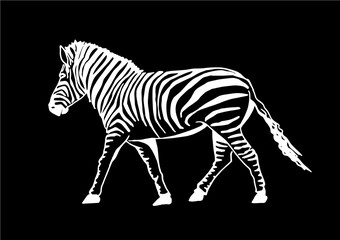 Vector zebra walking isolated on black background, graphical illustration