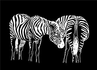 Fototapeta na wymiar Vector two zebras isolated on black background, graphical illustration,family