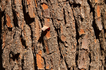 old tree bark as background