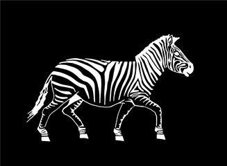 Fototapeta na wymiar Vector zebra walking isolated on black background, graphical illustration