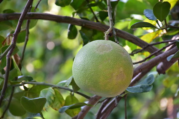 Pomelo fruit hanging on its branches in pomelo garden.