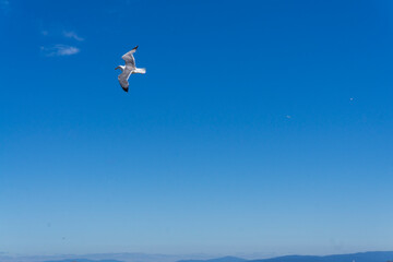 Fototapeta na wymiar Sensación de libertad. Gaviota volando en cielo azul