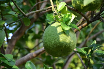 Pomelo fruit hanging on its branches in pomelo garden.