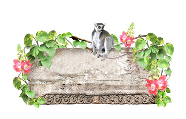 Ringtailed lemur, old stone, lianas, flower and leaves of tropical plant