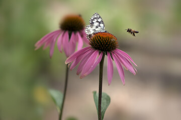 Butterfly Melanargia galathea on a Echinácea purpúrea flower gathering nectar on a sunny summer day, spreading its wings.