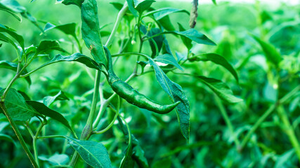 Green chili on field