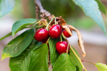 Red and sweet cherries on a branch