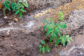 Watering plants of tomatoes on garden