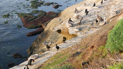 Brown pelicans with throat pouch and double-crested cormorants after fishing, rock in La Jolla Cove. Sea bird with large beak on cliff over pacific ocean in natural habitat, San Diego, California USA