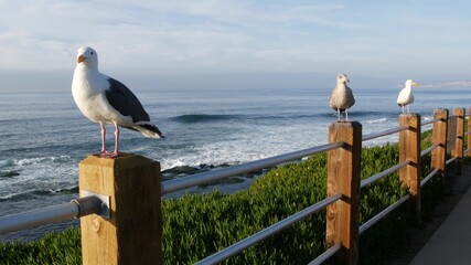 Funny sea gull birds on railings. Seagulls and green pigface sour fig succulent, pacific ocean splashing waves. Ice plant greenery on steep cliff. Vista point in La Jolla, San Diego, California USA