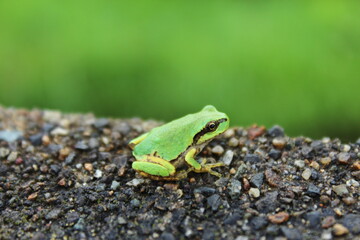 二ホンアマガエル
