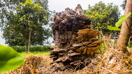 The cut roots of the tree