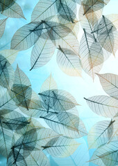 Nature background with transparent skeleton leaves