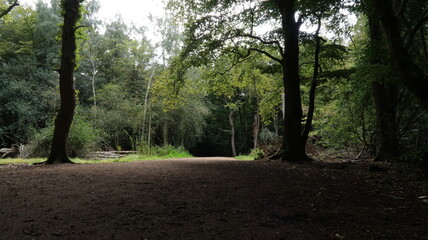 path in the woods