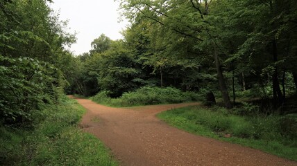 Obraz premium crossroads in the forest