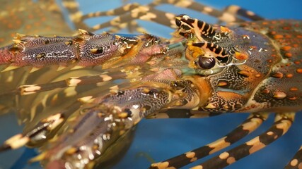 Close up macro, alive raw lobsters in shop. Blue basin with ice water, delicatessen fresh uncooked mediterranean lobsters placed on stall in seafood store. Natural background with marine inhabitants.