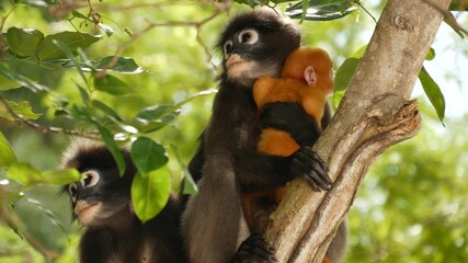 Cute spectacled leaf langur, dusky monkey on tree branch amidst green leaves in Ang Thong national...