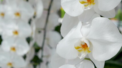 Delicate white elegant orchid flowers with yellow centers in sunlight. Close up macro of tropical petals in spring garden. Abstract natural exotic background with copy space. Floral blossom pattern.