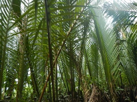 Palmen