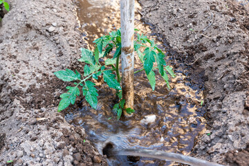 Watering plants of tomatoes on garden