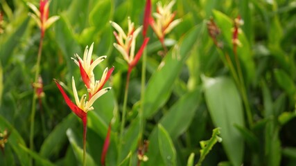 Orange and yellow heliconia, Strelitzia, Bird of Paradise macro close-up, green leaves in background. Paradise tropical exotic flower blooming in rainforest or garden. Soft selective focus