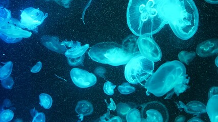 Shiny vibrant fluorescent jellyfish glow underwater, dark neon dynamic pulsating ultraviolet blurred background. Fantasy hypnotic mystic pcychedelic dance. Vivid phosphorescent cosmic medusa dancing