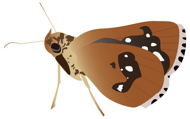 The Chesnut Bob, a fast flying butterfly belonging to the Skipper family