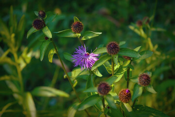 Medicinal herb burdock Arctium lappa, blooming violet flowers. soft background