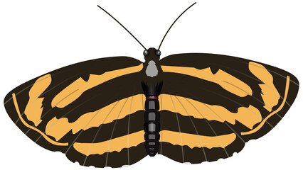 The Common Lascar, an uncommon butterfly of the Nymphalid family. It is found in South India and parts of the Himalayas.
