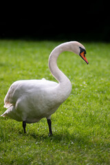 Mute swan (Cygnus olor) standing on the grass.