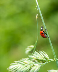 Ladybug climbing up the grass