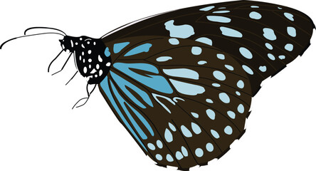 Blue tiger butterfly, Tirumala limniace, Lalbagh, Bangalore, Karnataka, India © RealityImages