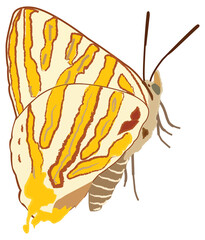 Common silverline butterfly, Cigaritis vulcanus, Hesaraghatta, Bangalore, Karnataka, India.