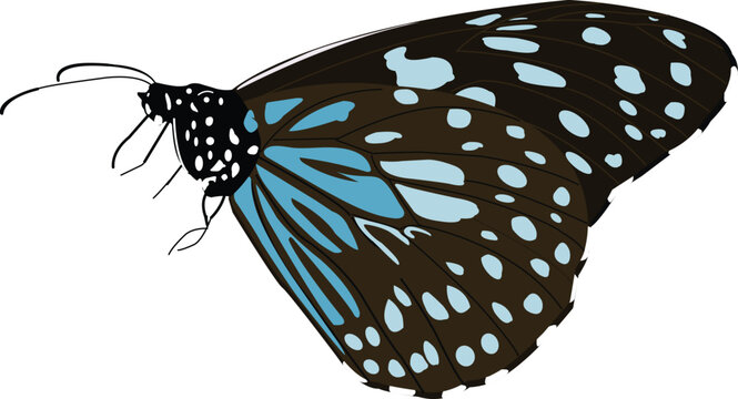 Blue tiger butterfly, Tirumala limniace, Lalbagh, Bangalore, Karnataka, India