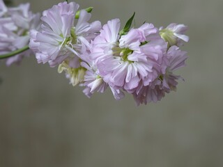 Branch of blossom Saponaria officinalis