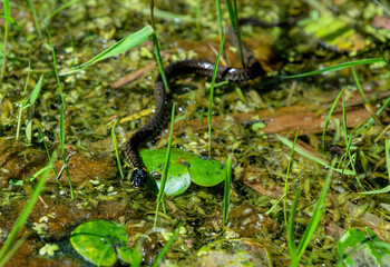 Wild snake on the background of a swampy meadow