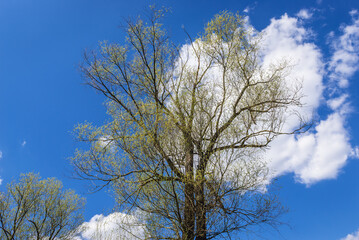 Tree against a blue sky in Mazowsze region of Poland