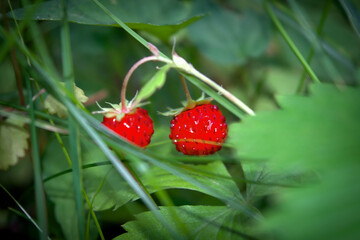 The wild strawberry bush in a forest. Red strawberries berry in wild meadow, close up.