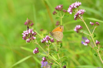 Satyrinae butterfly and bee sitting together on origanum flower