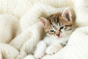 small tricolor kitten covered with a white woolen blanket