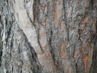Baumrinde