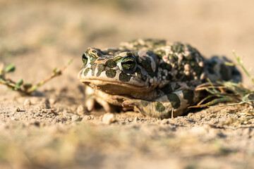 Beautiful european green toad Bufo viridis