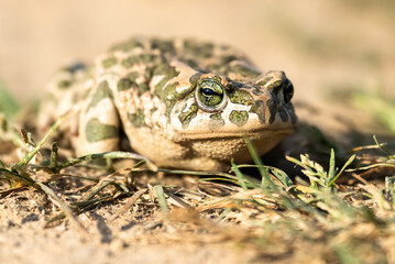Beautiful european green toad Bufo viridis