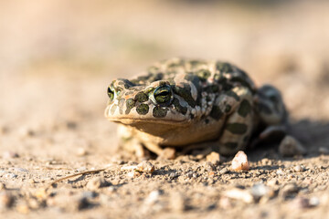 Beautiful european green toad Bufo viridis