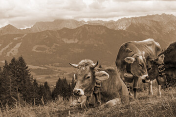 Allgäu - Kühe - Alpen - sepia - rustikal
