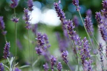 Lavender Field in the summer, close up shot with bokeh.