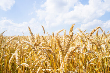 Yellow beautiful spikelets of rye in a rural field under the blue sky close up