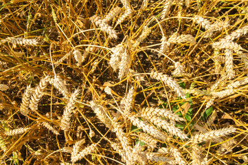 Top view of oats ears close-up