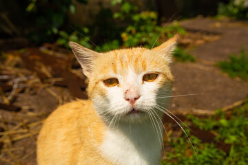 Red cat in the courtyard of the house in the village. Red cat walks summer outdoors